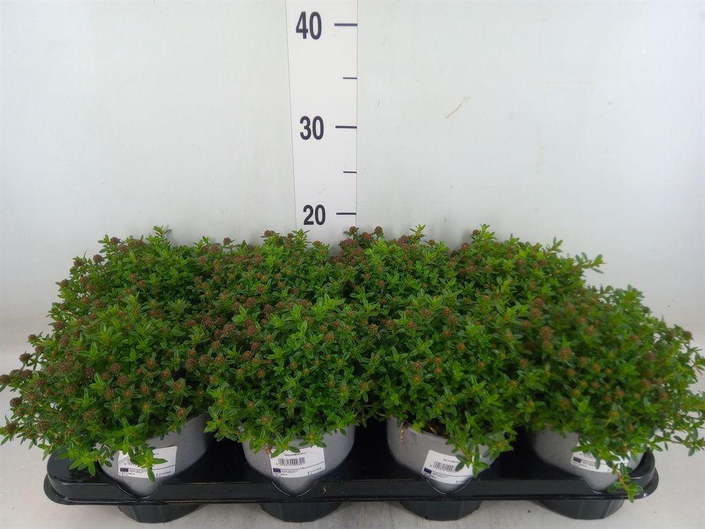 Горшечные цветы и растения оптом Satureja Montana от 8шт из Голландии с доставкой по России