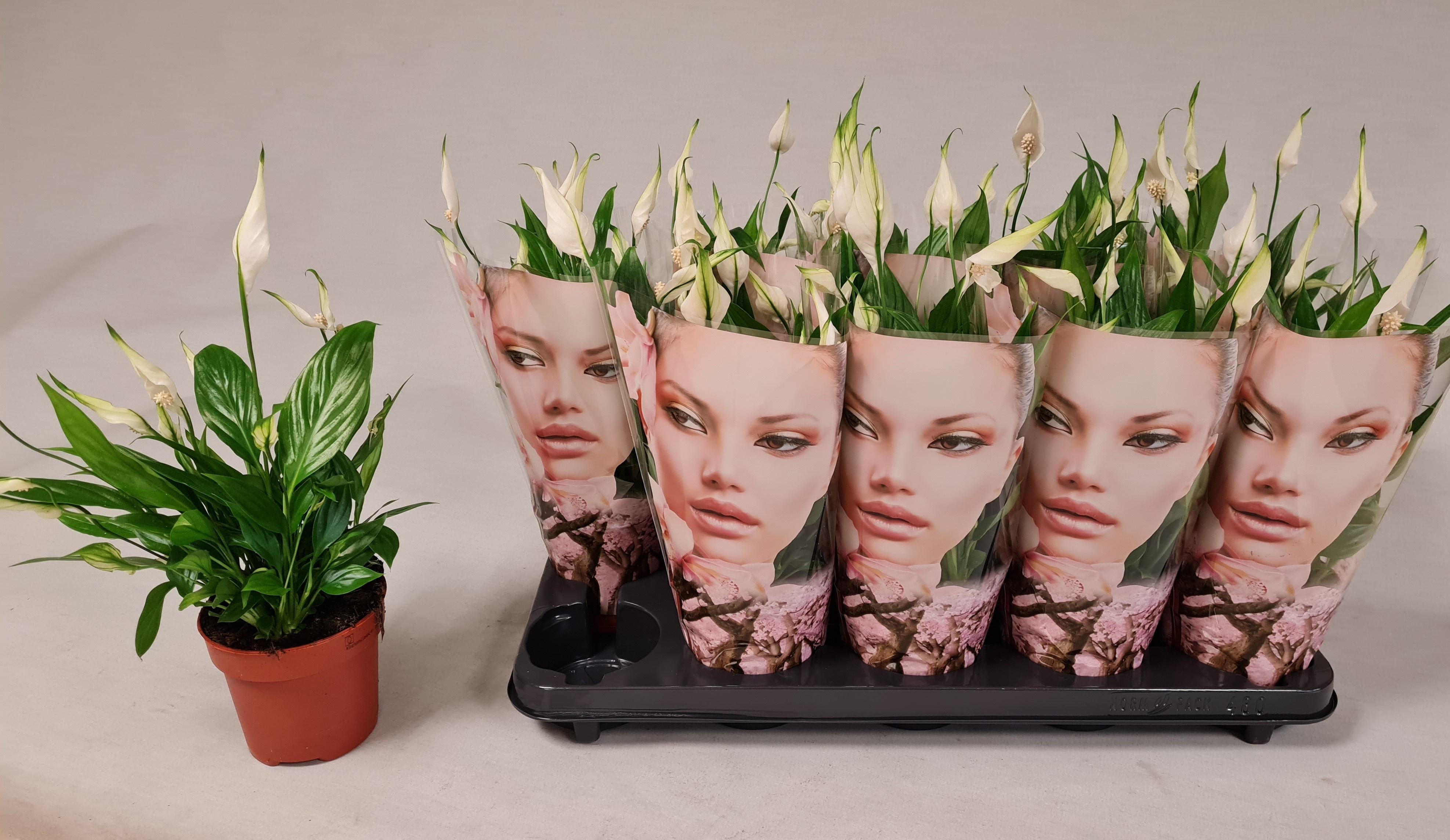 Горшечные цветы и растения оптом Spath Korto от 10шт из Голландии с доставкой по России