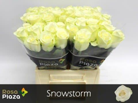 Срезанные цветы оптом Rosa large snowstorm+ от 60шт. из Голландии с доставкой по России