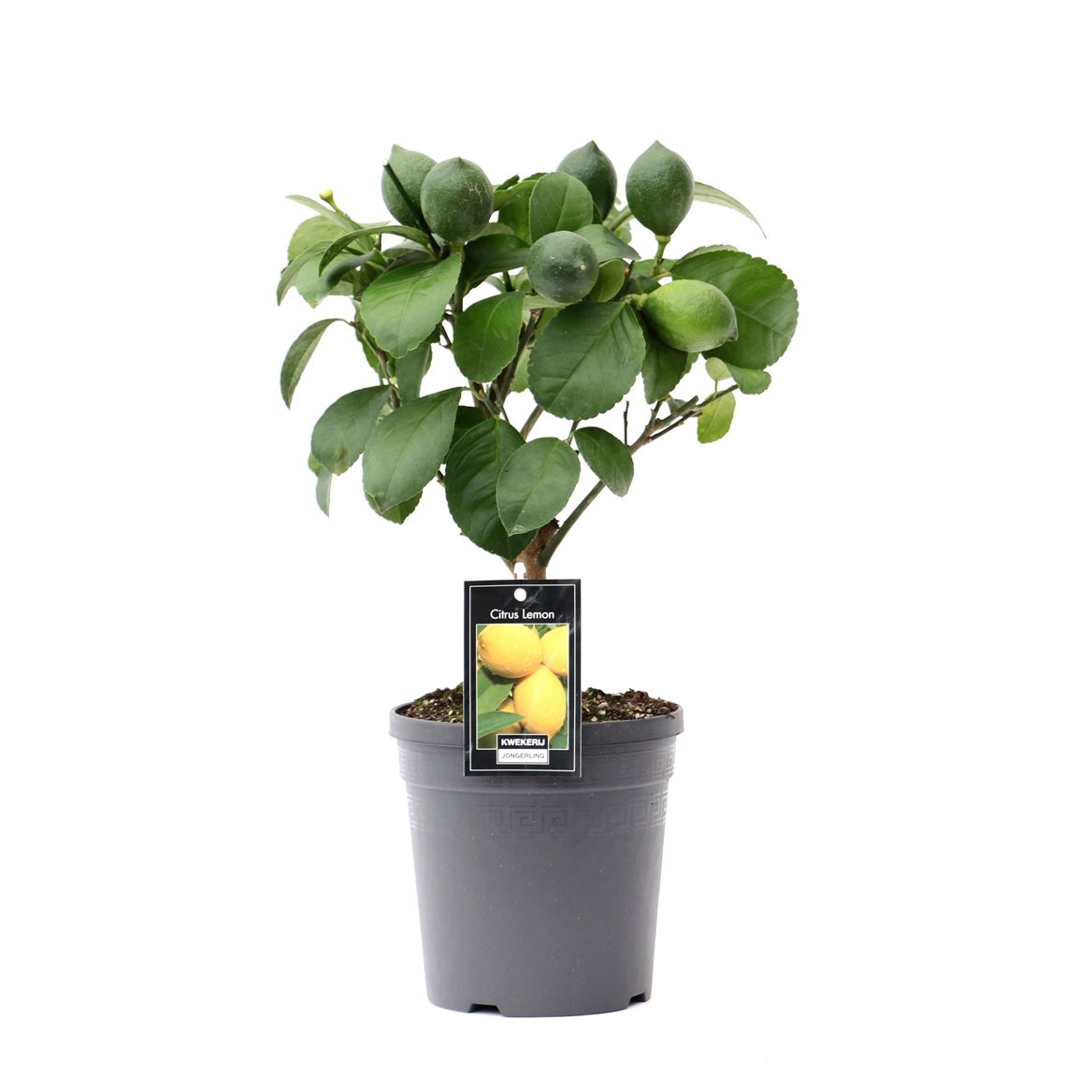 Горшечные цветы и растения оптом Citrus Lemon On Stem от 6шт (для телеги) из Голландии с доставкой по России