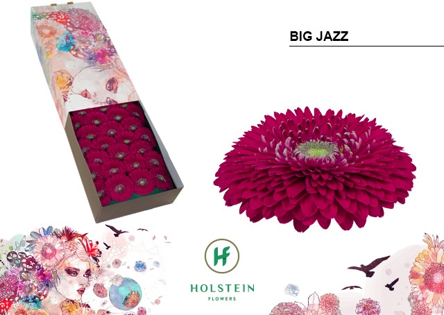 Срезанные цветы оптом Gerbera gerponi big jazz от 50шт из Голландии с доставкой по России