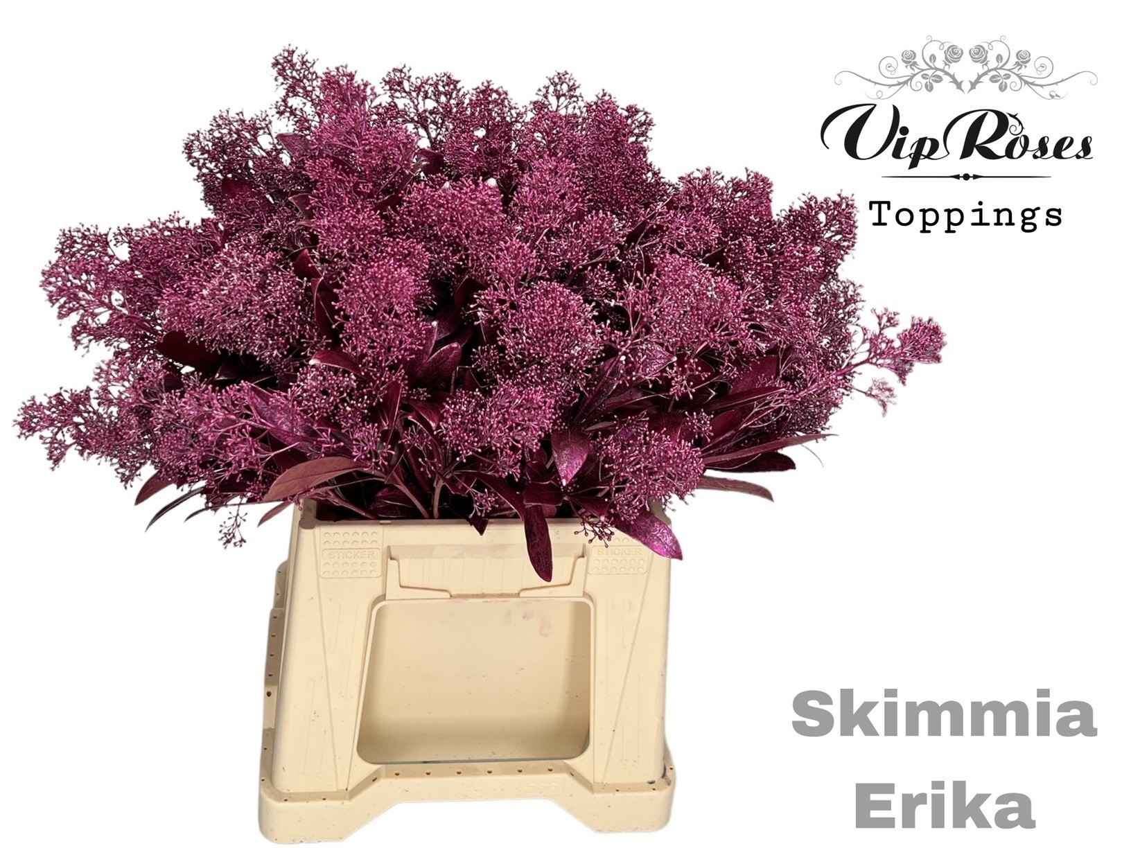 Срезанные цветы оптом Skimmia paint cerise metallic от 10шт из Голландии с доставкой по России