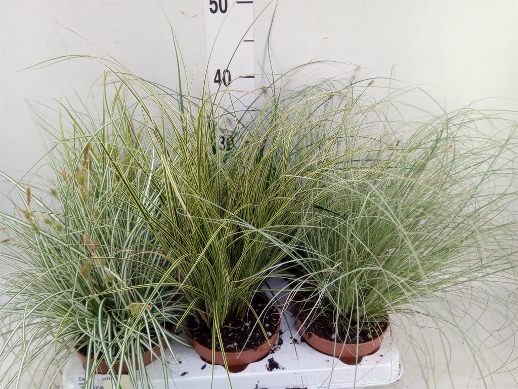 Горшечные цветы и растения оптом Carex   ...mix от 6шт из Голландии с доставкой по России