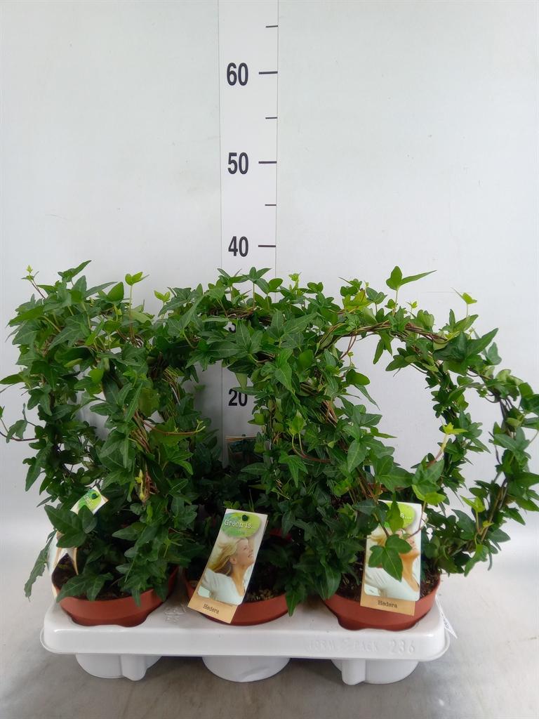 Горшечные цветы и растения оптом Hedera   ...green Leafed от 6шт из Голландии с доставкой по России