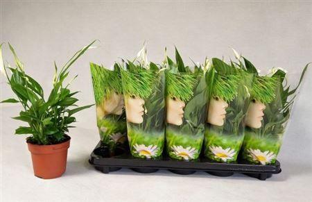 Горшечные цветы и растения оптом Spath Alana 4+ от 10шт из Голландии с доставкой по России