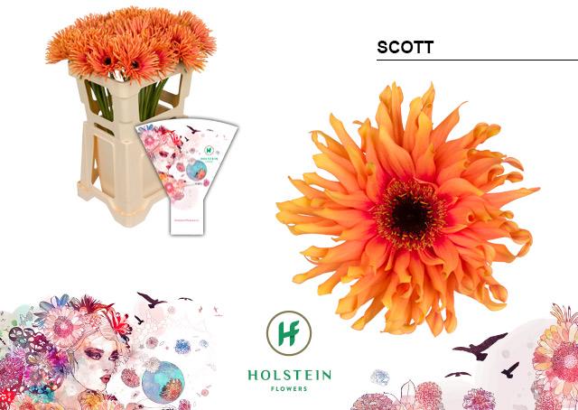 Срезанные цветы оптом Gerbera gerpasta scott от 40шт из Голландии с доставкой по России