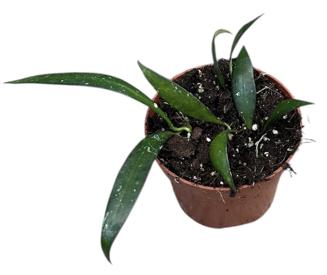 Горшечные цветы и растения оптом Hoya No Id Sumatra от 1шт из Голландии с доставкой по России