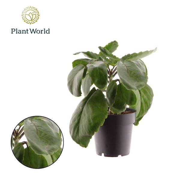 Горшечные цветы и растения оптом Kalanchoe Pinnata Zanzibar от 6шт из Голландии с доставкой по России