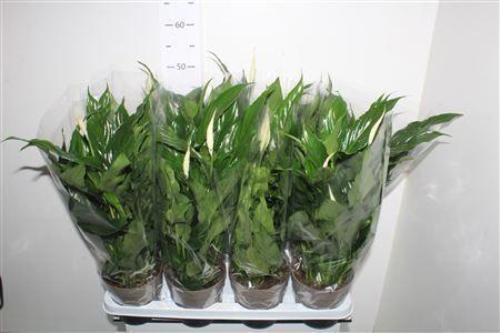 Горшечные цветы и растения оптом Spath Bellini 3+ от 8шт из Голландии с доставкой по России