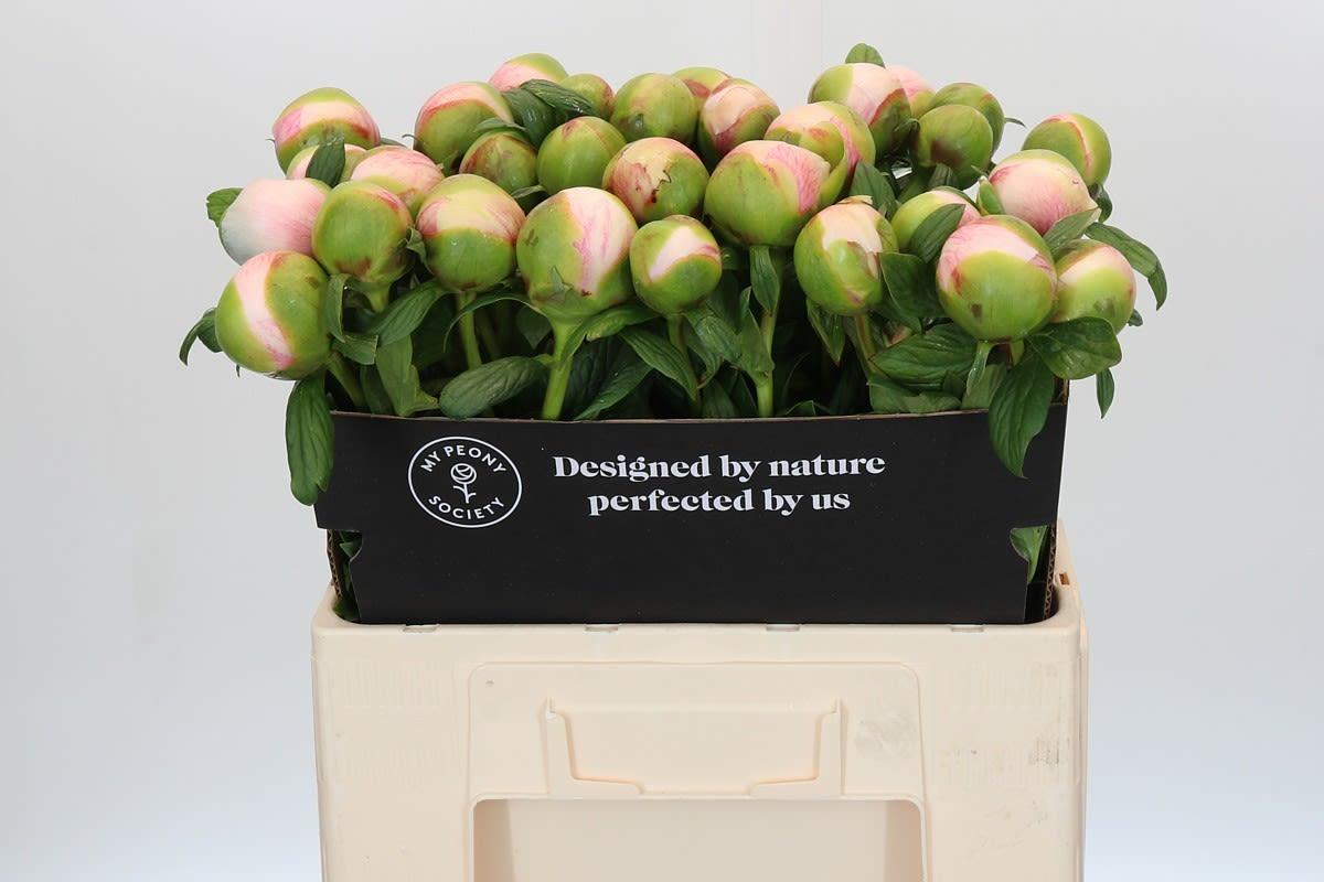 Срезанные цветы оптом Paeonia colonel owen cousins от 30шт из Голландии с доставкой по России