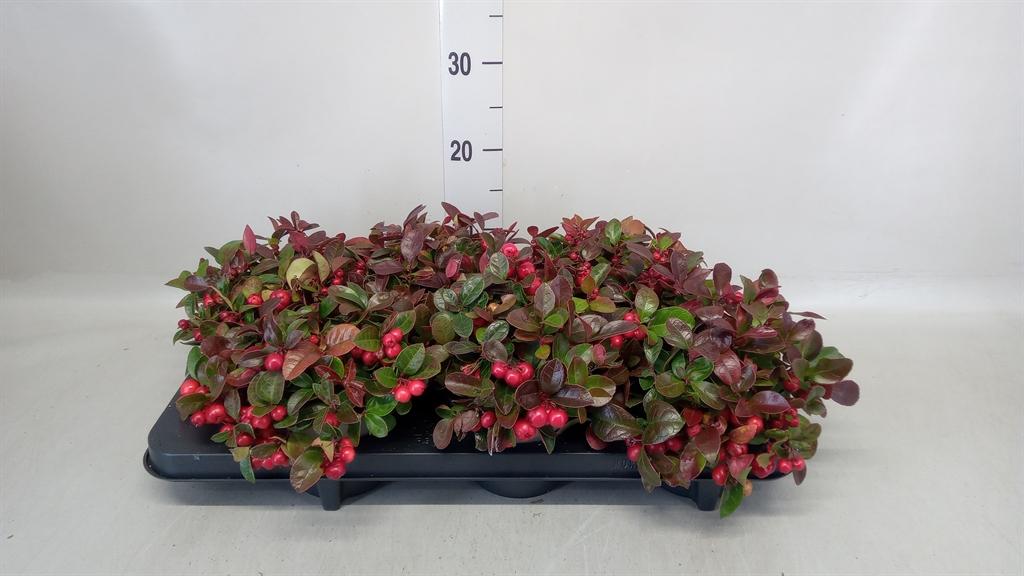 Горшечные цветы и растения оптом Gaultheria Proc. от 6шт из Голландии с доставкой по России