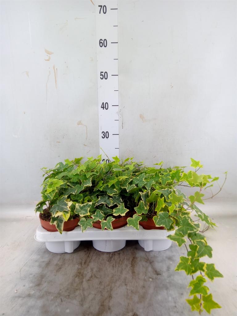 Горшечные цветы и растения оптом Hedera Goldchild от 6шт из Голландии с доставкой по России