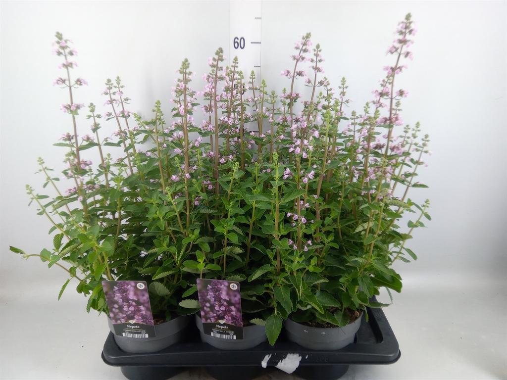 Горшечные цветы и растения оптом Nepeta ... от 6шт из Голландии с доставкой по России Горшечные цветы и растения оптом Nepeta ... от 6шт из Голландии с доставкой по России
