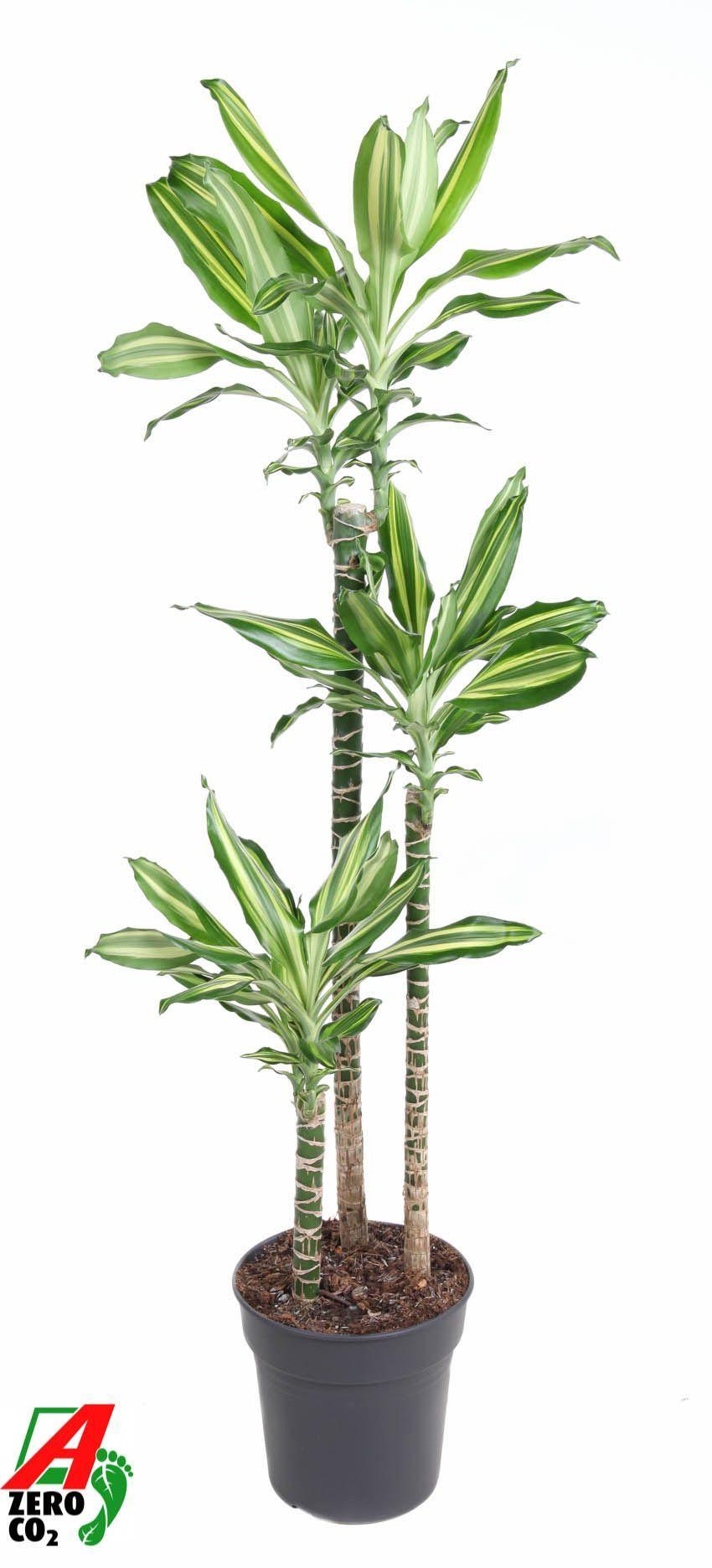 Горшечные цветы и растения оптом Drac Silver Dream 90-60-30 от 1шт из Голландии с доставкой по России