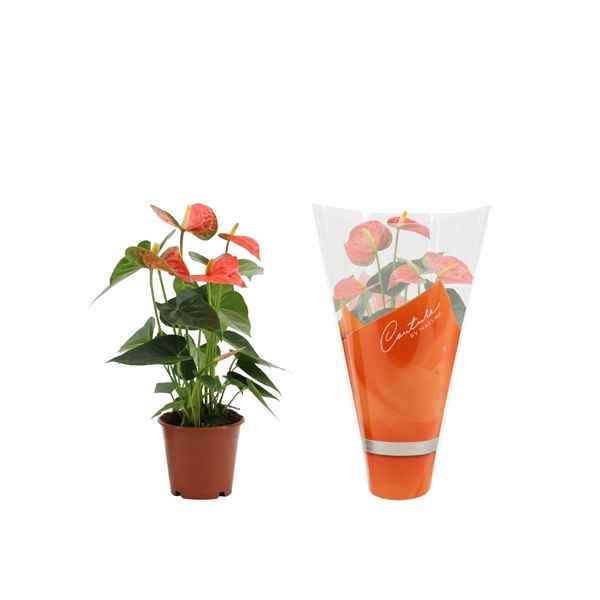Горшечные цветы и растения оптом Anth An Prince Of Orange 4+ In Couture Hoes от 10шт из Голландии с доставкой по России