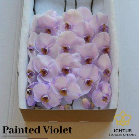 Срезанные цветы оптом Phalaenopsis paint violet от 6шт. из Голландии с доставкой по России