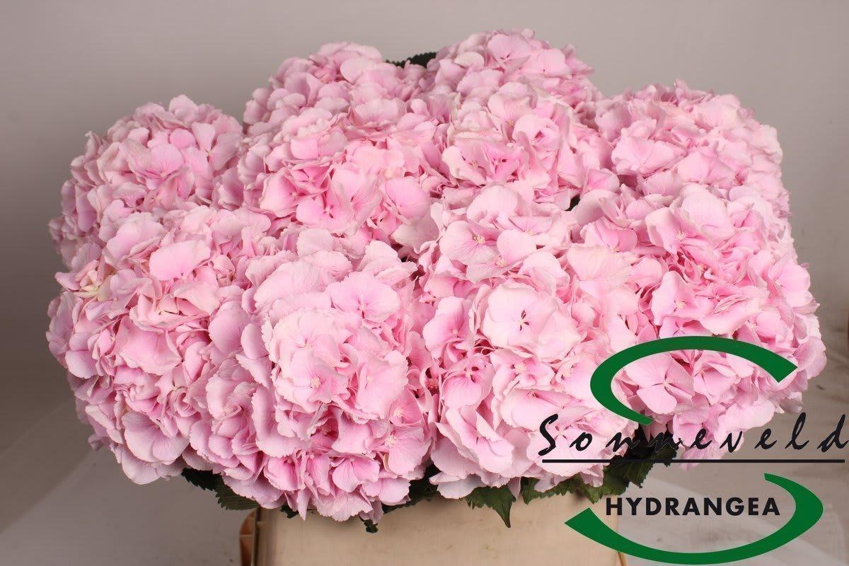 Срезанные цветы оптом Hydrangea verena от 10шт из Голландии с доставкой по России