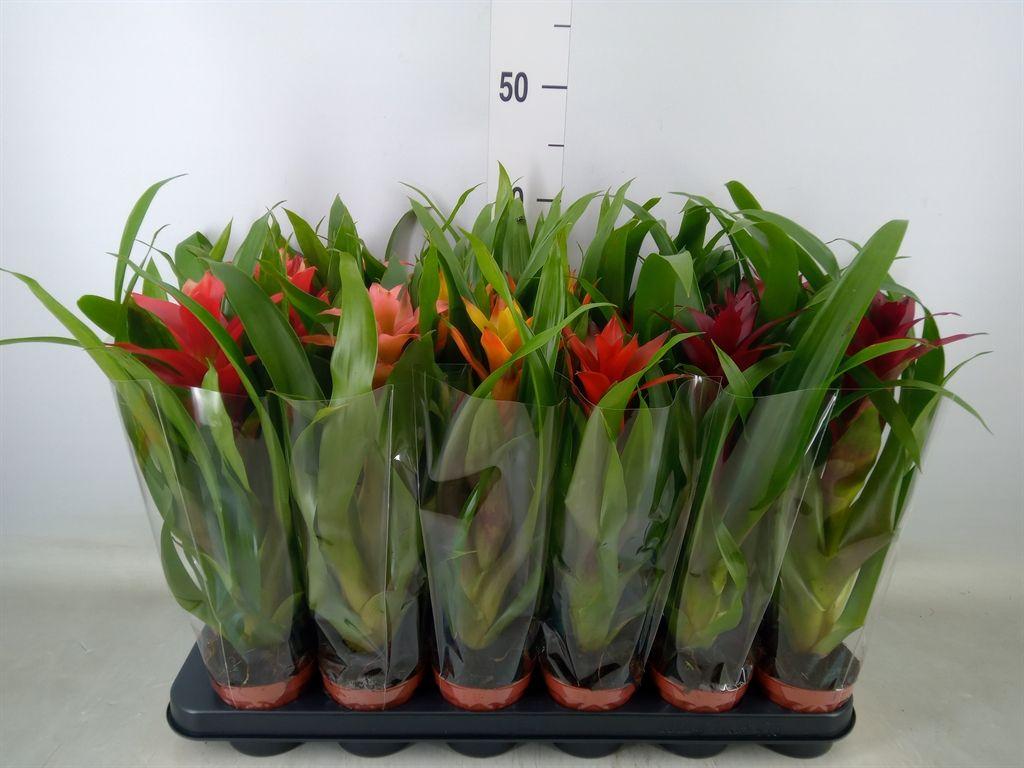 Горшечные цветы и растения оптом Guzmania   ...mix от 18шт (для телеги) из Голландии с доставкой по России