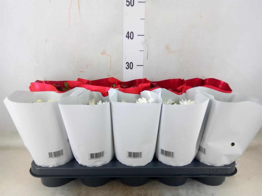 Горшечные цветы и растения оптом Chrysanthemum ..mix 2 от 10шт из Голландии с доставкой по России Горшечные цветы и растения оптом Chrysanthemum ..mix 2 от 10шт из Голландии с доставкой по России