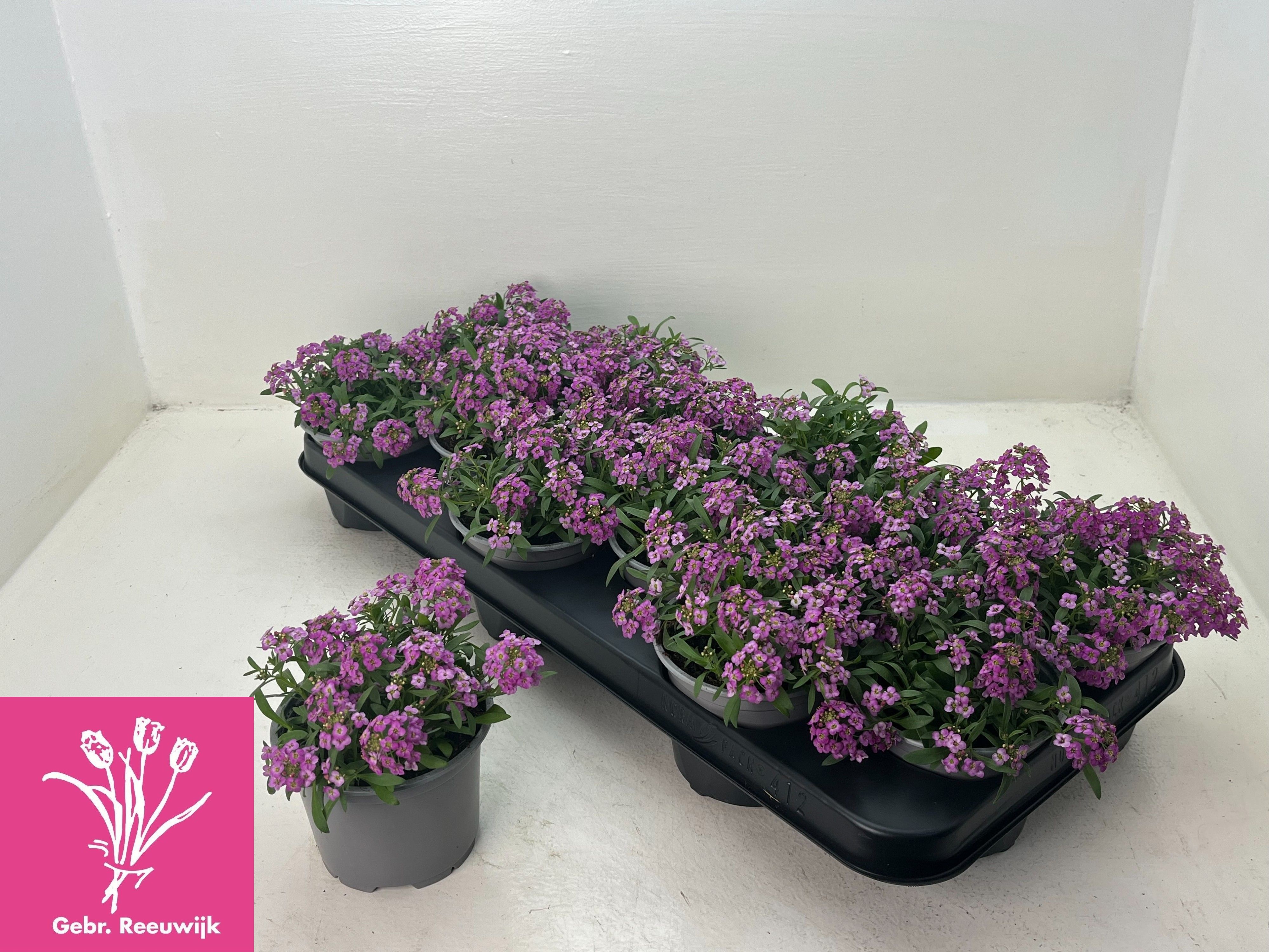 Горшечные цветы и растения оптом Lobularia Ov от 12шт из Голландии с доставкой по России