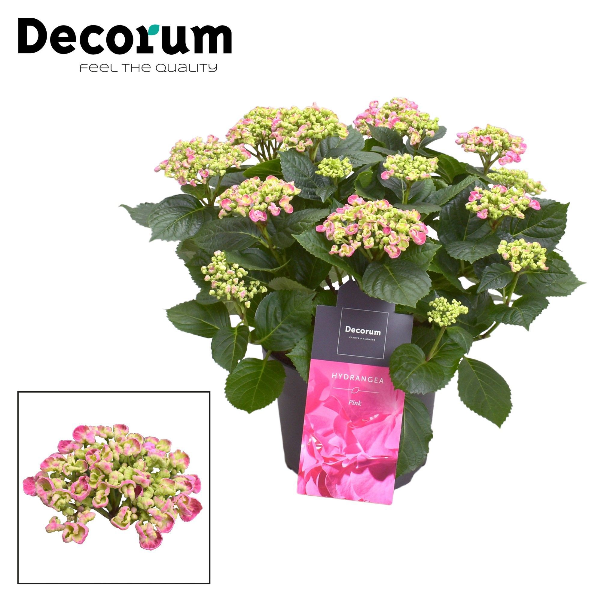 Горшечные цветы и растения оптом Hydrangea Ma Curly Wurly Pink 9+ (decorum) от 1шт из Голландии с доставкой по России