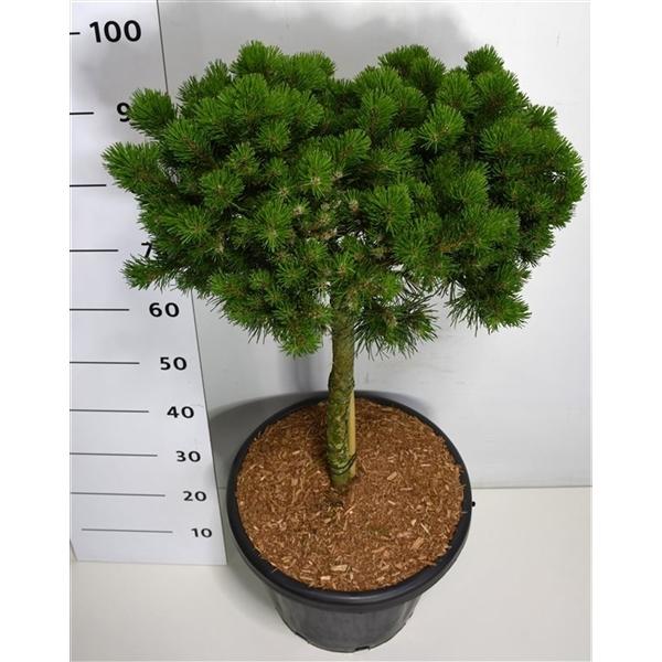 Горшечные цветы и растения оптом Pinus Mugo Lilliput On Stem от 1шт из Голландии с доставкой по России