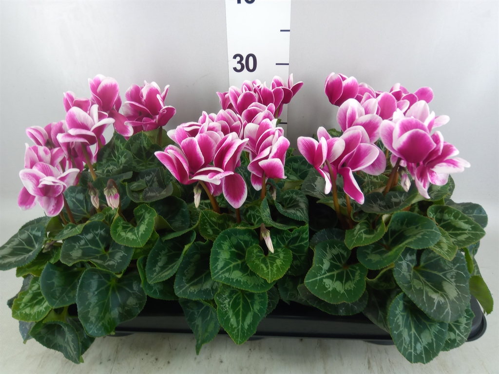 Горшечные цветы и растения оптом Cyclamen Gr halios Fantasia от 6шт (для телеги) из Голландии с доставкой по России