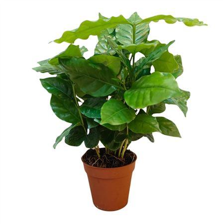 Горшечные цветы и растения оптом Coffea Arabica от 18шт (для телеги) из Голландии с доставкой по России