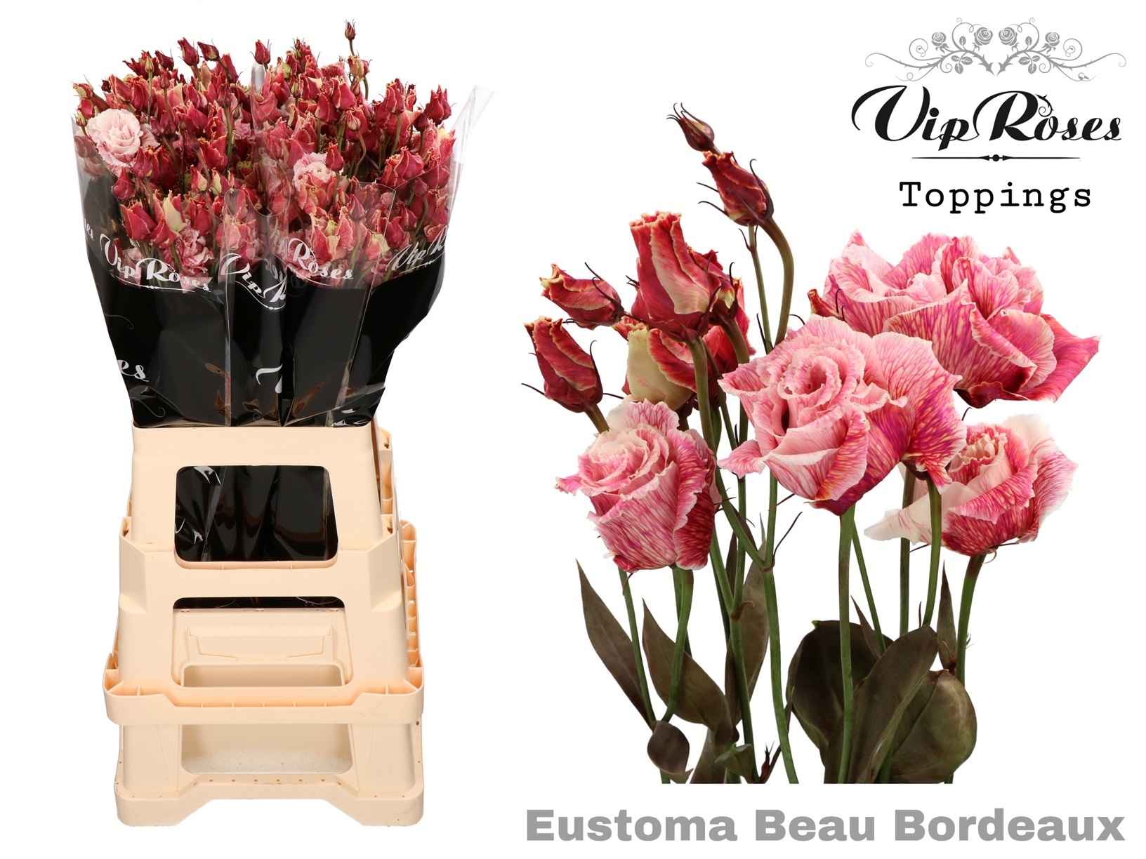 Срезанные цветы оптом Lisianthus do paint beau bordeaux от 20шт из Голландии с доставкой по России