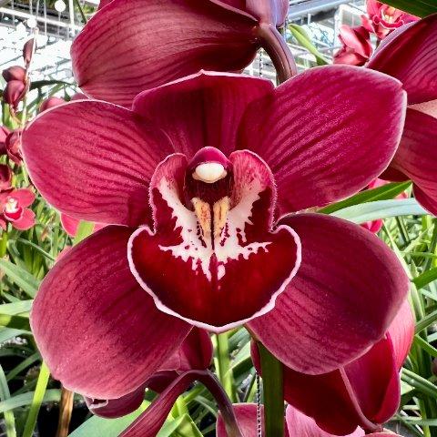 Срезанные цветы оптом Cymbidium red bloody mary от 10шт из Голландии с доставкой по России