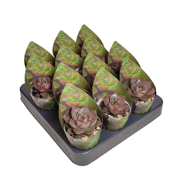 Горшечные цветы и растения оптом Echeveria Purpusorum Potcover от 12шт (для телеги) из Голландии с доставкой по России
