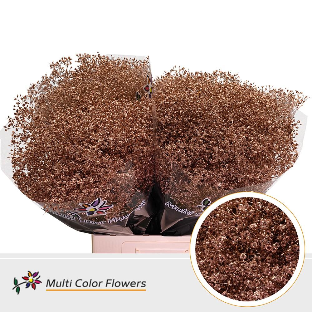 Срезанные цветы оптом Gyps fine paint copper от 100шт. из Голландии с доставкой по России