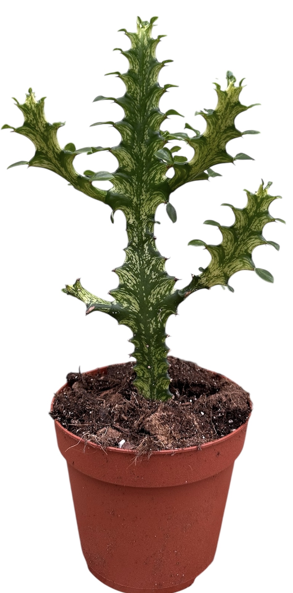 Горшечные цветы и растения оптом Euphorbia Lactea Variegata от 1шт из Голландии с доставкой по России