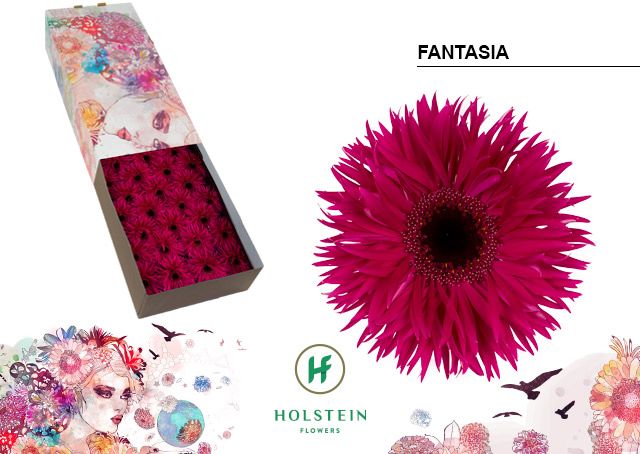 Срезанные цветы оптом Gerbera big fantasia от 50шт из Голландии с доставкой по России