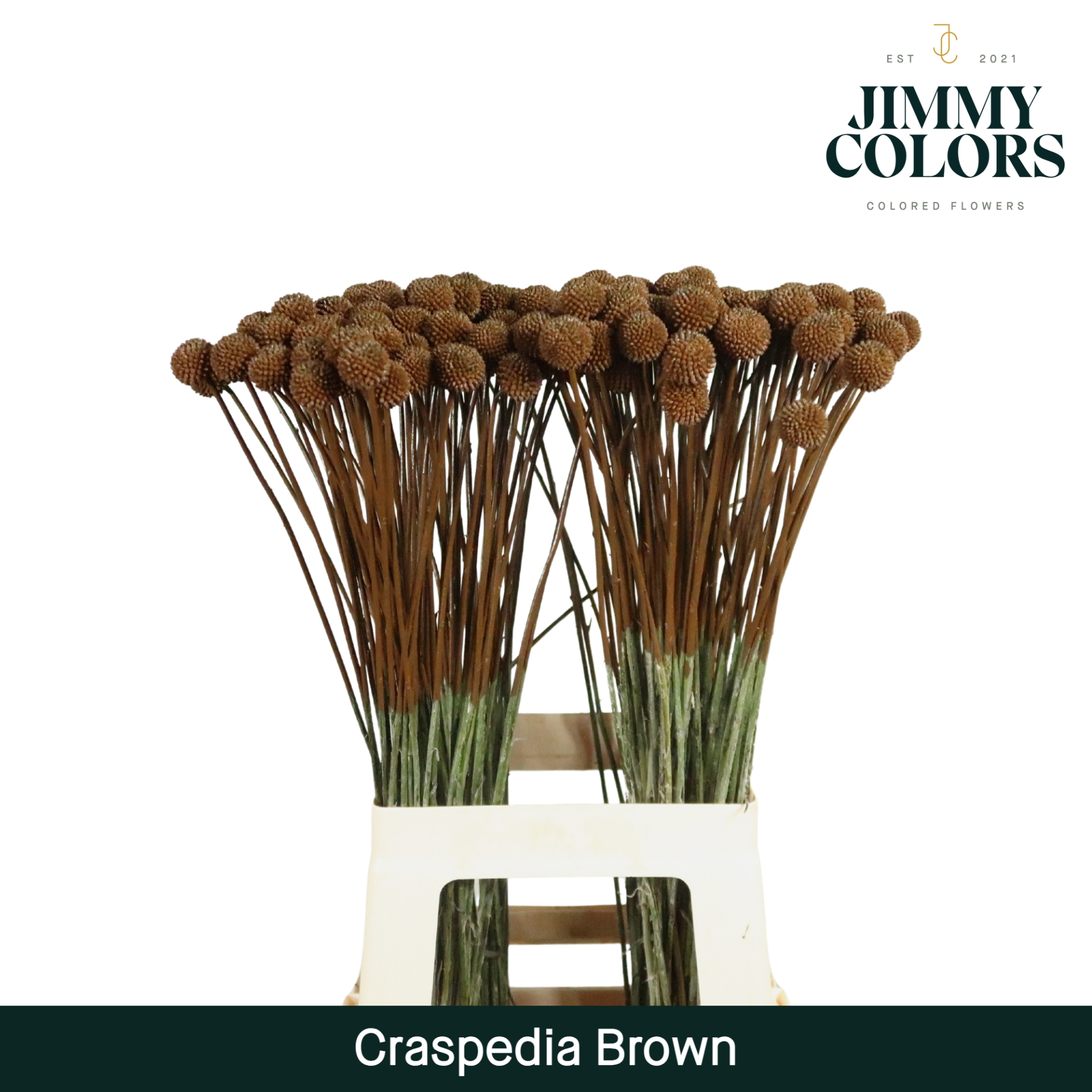 Срезанные цветы оптом Craspedia paint brown от 50шт из Голландии с доставкой по России