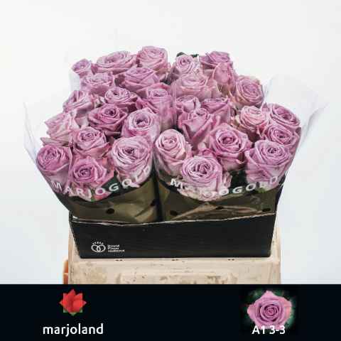 Срезанные цветы оптом Rosa la nayeli! от 30шт из Голландии с доставкой по России