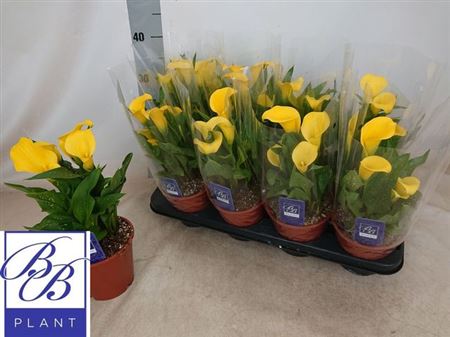 Горшечные цветы и растения оптом Zant Sunclub 5+ от 8шт из Голландии с доставкой по России