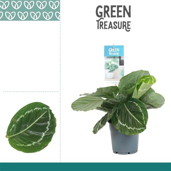 Горшечные цветы и растения оптом Calathea Grimson Green от 6шт из Голландии с доставкой по России