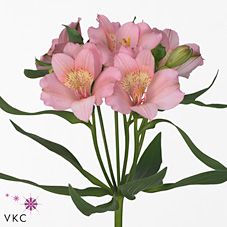 Срезанные цветы оптом Alstroemeria primadonna от 60шт из Голландии с доставкой по России