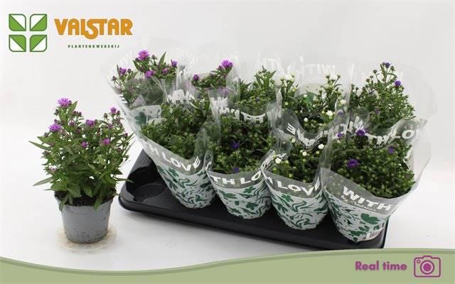 Горшечные цветы и растения оптом Aste Starl Gem Spring Deal A от 10шт из Голландии с доставкой по России