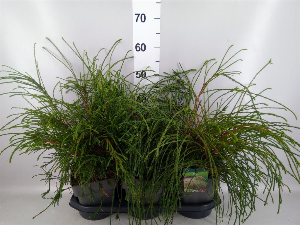 Горшечные цветы и растения оптом Thuja Plicata whipecord от 3шт из Голландии с доставкой по России