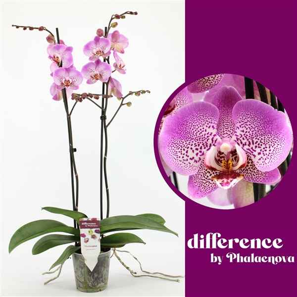 Горшечные цветы и растения оптом Phal 2st Jillion 18+ (phalaenova) от 10шт из Голландии с доставкой по России