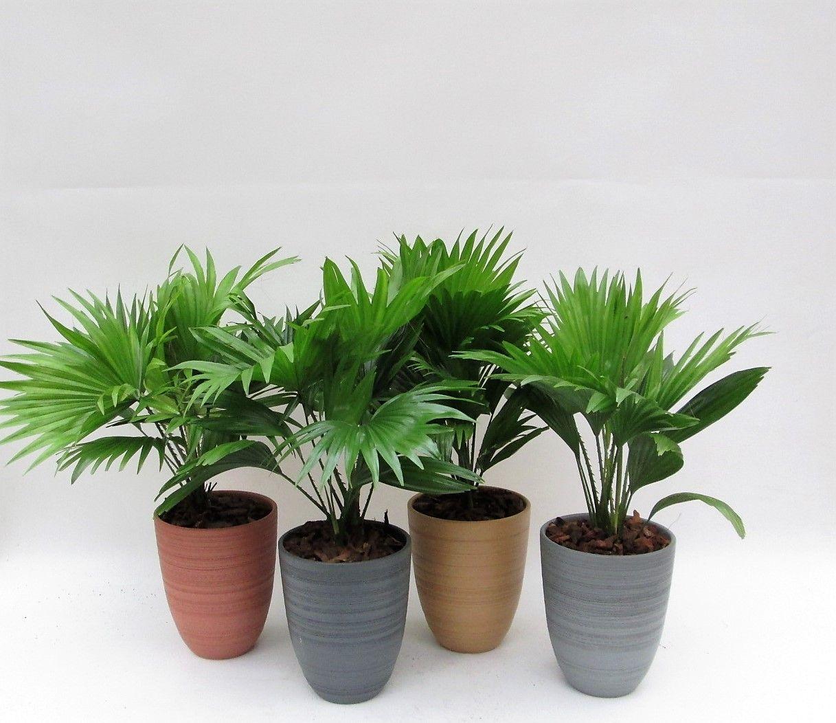 Горшечные цветы и растения оптом Livistona Rotundifol от 4шт из Голландии с доставкой по России