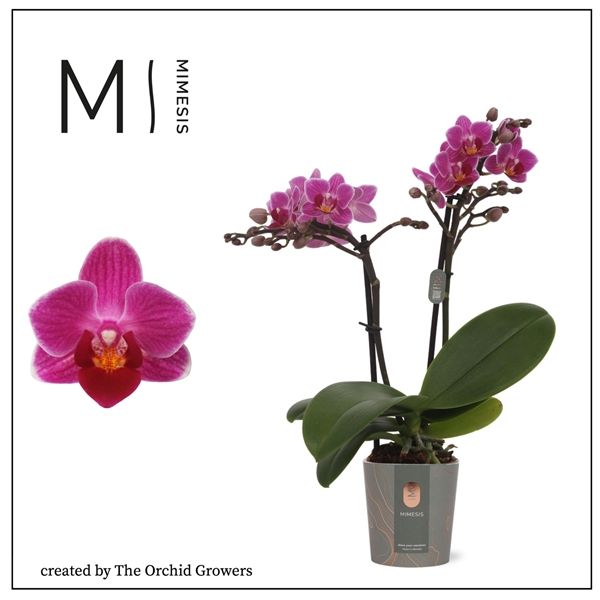 Горшечные цветы и растения оптом Phal Mini 2st Puebla 16+ (orchid Growers) от 20шт из Голландии с доставкой по России