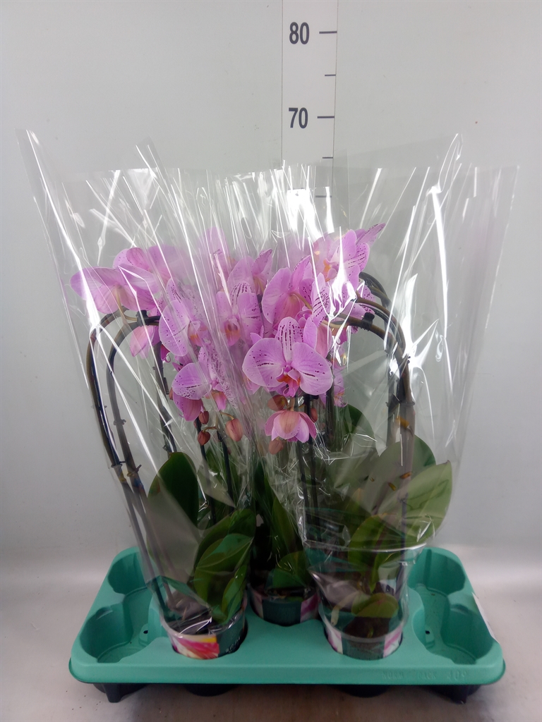 Горшечные цветы и растения оптом Phalaenopsis   ... от 5шт из Голландии с доставкой по России