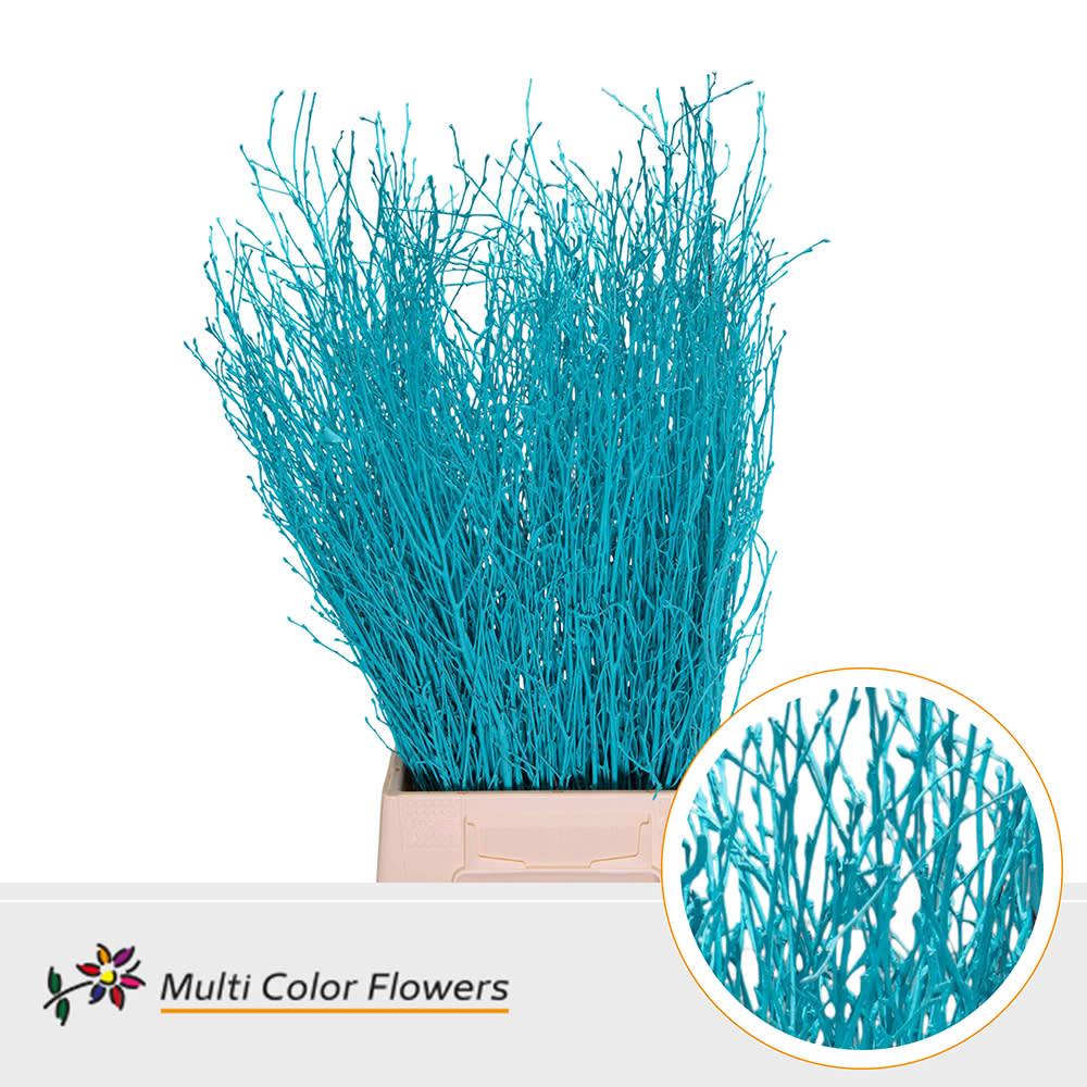 Срезанные цветы оптом Betula paint blue ice от 100шт из Голландии с доставкой по России