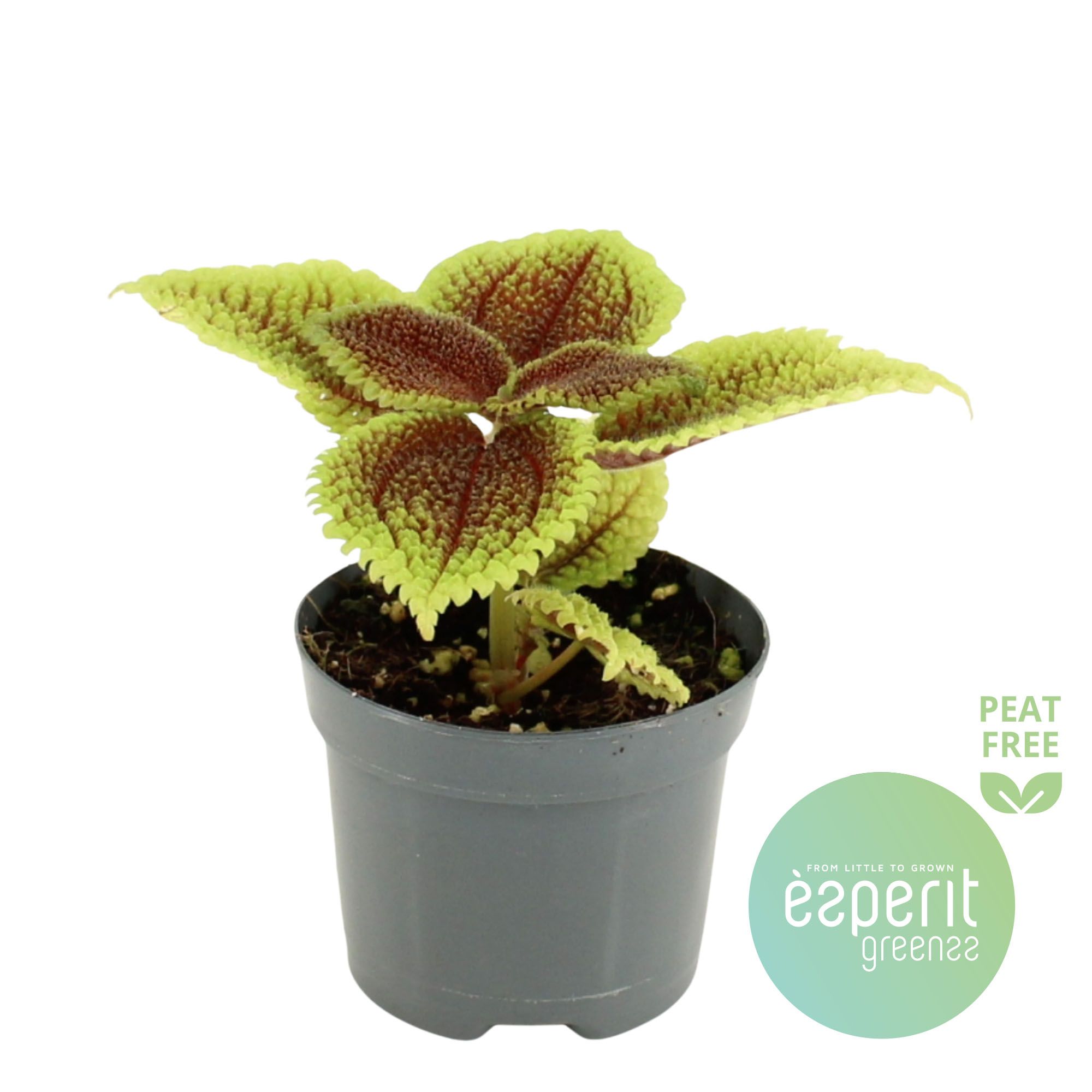 Горшечные цветы и растения оптом Pilea Mollis Moon Valley от 21шт (для телеги) из Голландии с доставкой по России