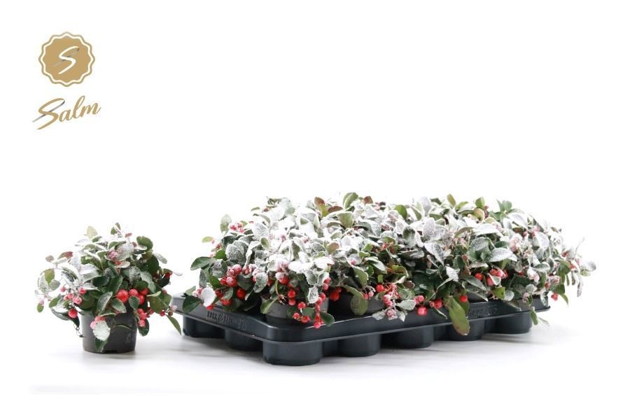 Горшечные цветы и растения оптом Gaulth Pr Big Berry от 15шт из Голландии с доставкой по России