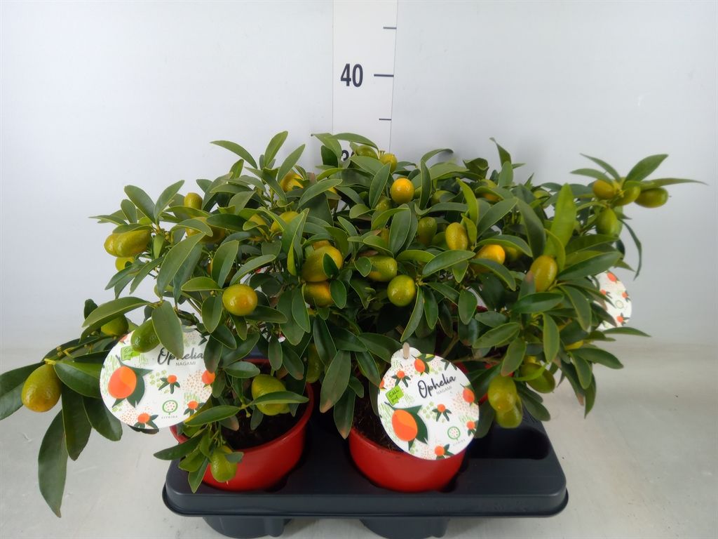 Горшечные цветы и растения оптом Fortunella Margarita от 4шт из Голландии с доставкой по России