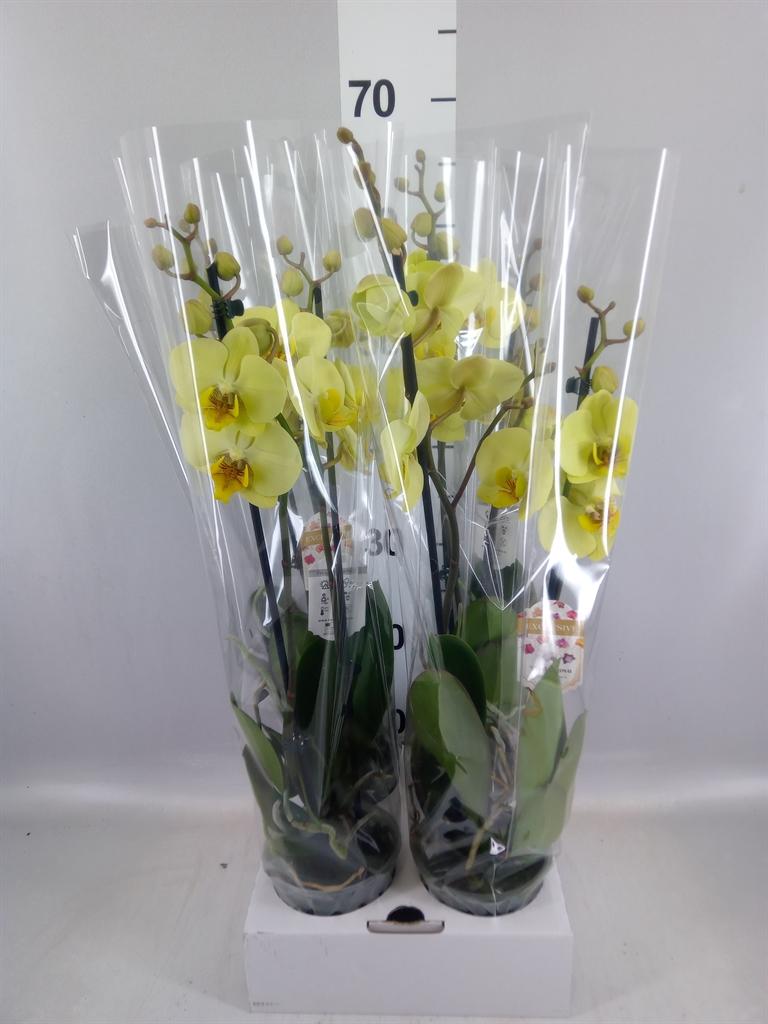 Горшечные цветы и растения оптом Phalaenopsis ... A от 4шт из Голландии с доставкой по России